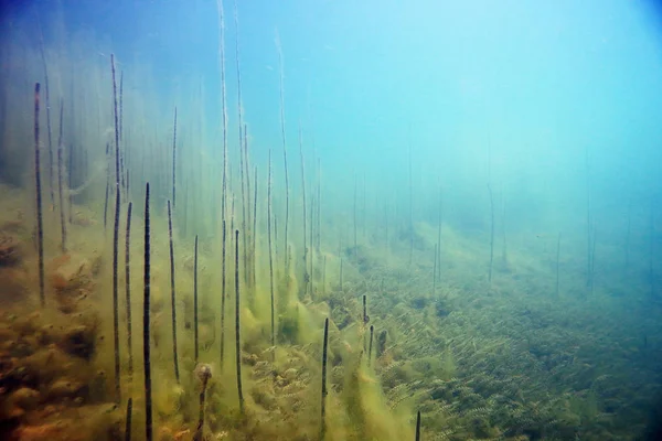 Bajo el agua del lago —  Fotos de Stock