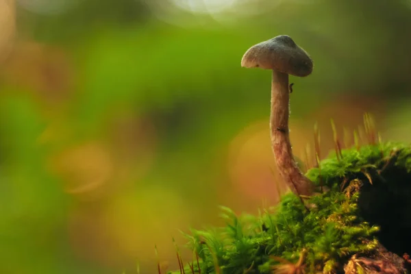 Flore, champignons dans la clairière — Photo