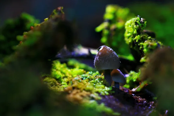 Pilze auf der Lichtung, Flora — Stockfoto