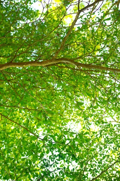 Green  tree in a rainforest — Stock Photo, Image