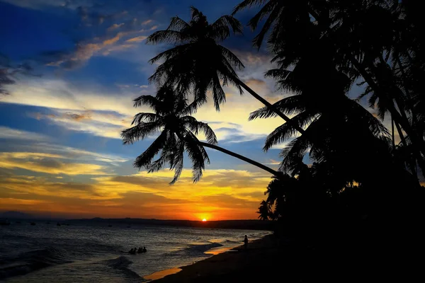 Palmen bei Sonnenuntergang — Stockfoto
