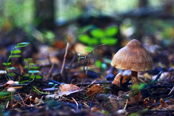 Flora,  mushrooms in the clearing — Stock Photo, Image