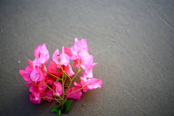 Fleur sur une plage de sable fin — Photo