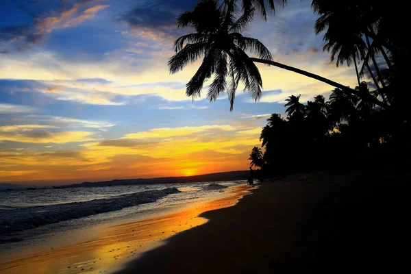 Palm trees at sunset — Stock Photo, Image