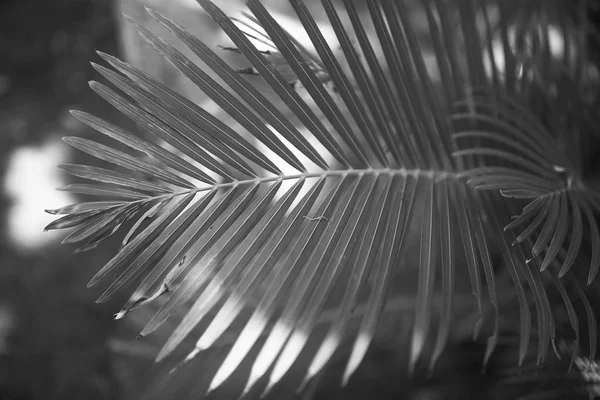 Bela folha de palma nos trópicos — Fotografia de Stock