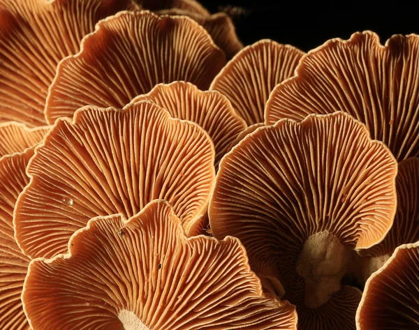 Paddestoelen bos natuur seizoen dicht — Stockfoto