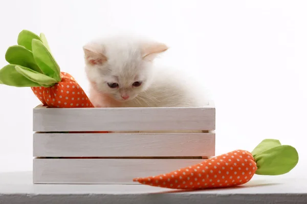 Kitten in wooden box — Stock Photo, Image