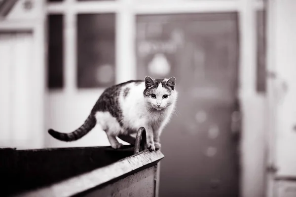 Gato no fundo borrado — Fotografia de Stock