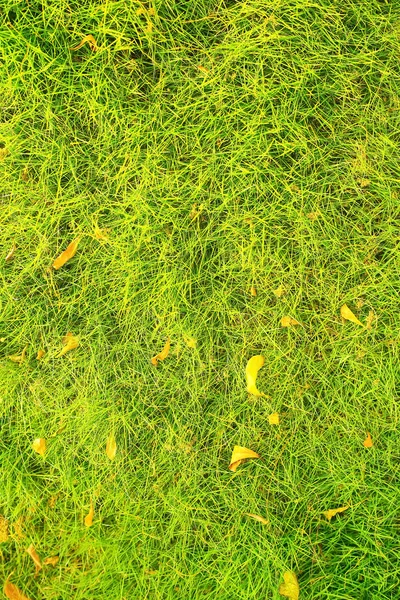 Зелена трава на галявині — стокове фото