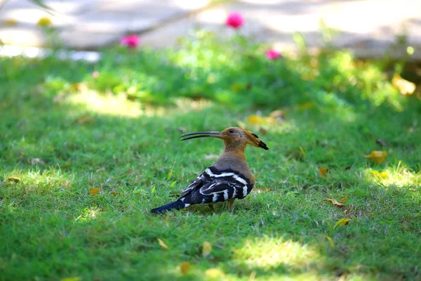 Ptak na trawie w tropikach — Zdjęcie stockowe