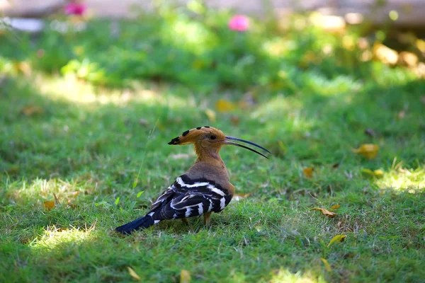 Bird on the grass in the tropics — Stock Photo, Image