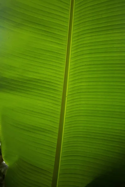 Hoja de palma en los trópicos — Foto de Stock