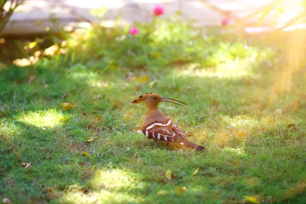 Pták na trávě v tropech — Stock fotografie