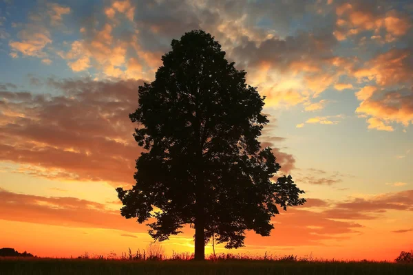 Самотнє дерево стоїть у полі — стокове фото