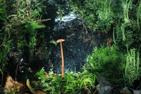 Champignon en forêt, nature — Photo