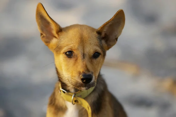 Cachorro na praia à noite — Fotografia de Stock