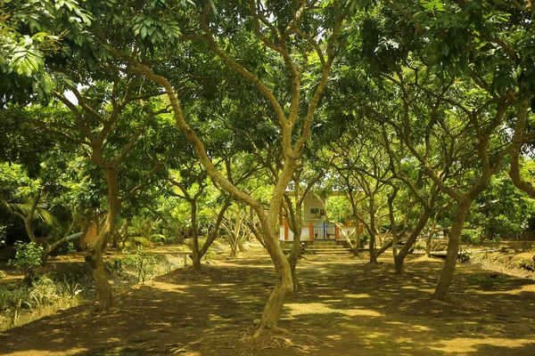 Árvores na selva, Ásia — Fotografia de Stock