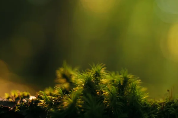 Pflanzen im Herbstwald — Stockfoto