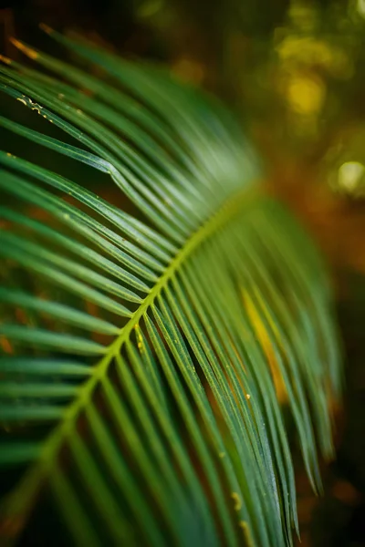 Пальмовый лист в тропиках — стоковое фото