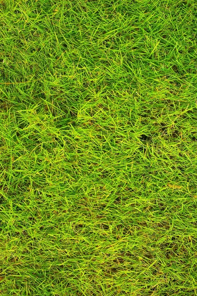 Grama verde em uma clareira — Fotografia de Stock