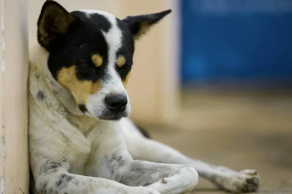 Cão deitado na rua — Fotografia de Stock