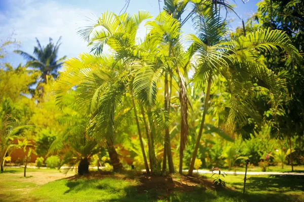 palm  leaves on a sunny day