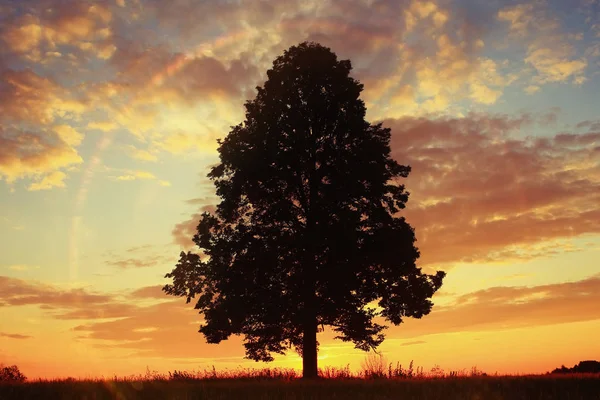 Coucher de soleil champ nature arbre ciel — Photo