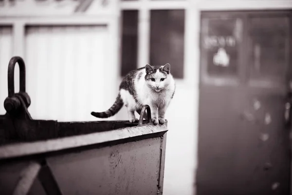 Gato sobre fondo borroso — Foto de Stock