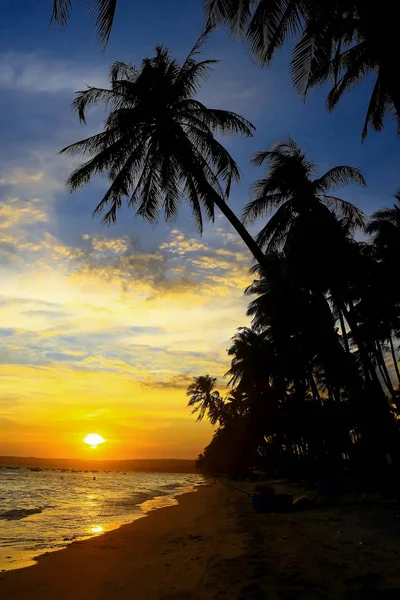 Palm trees at sunset — Stock Photo, Image