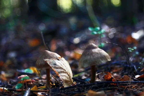 Flora,  mushrooms in the clearing — Stock Photo, Image