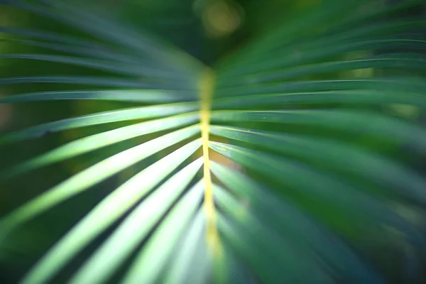 Palm leaf i tropikerna — Stockfoto