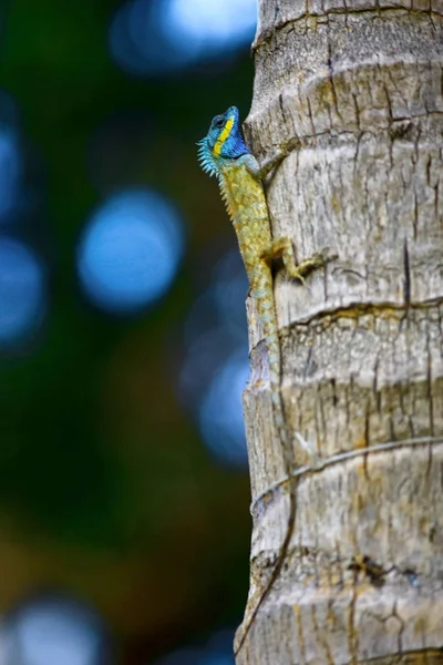 Lagarto no tronco da árvore — Fotografia de Stock