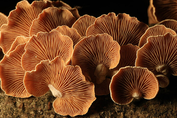mushrooms forest nature season close