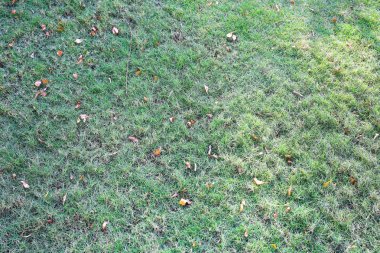 yeşil çimenlerin üzerinde bir glade 