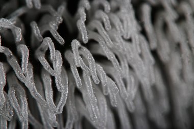 mantar orman doğa sezon yakın