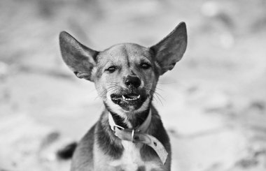 Sahilde yalnız köpek yavrusu 