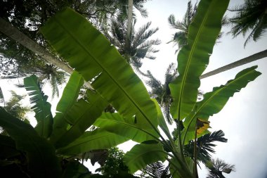 Ağaçlar ormanda, Asya 