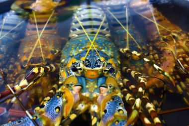 piyasada su Istakoza