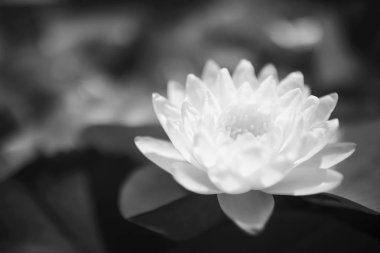 Otus yaprakları su ile 