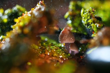  mantar açıklıkta, flora 