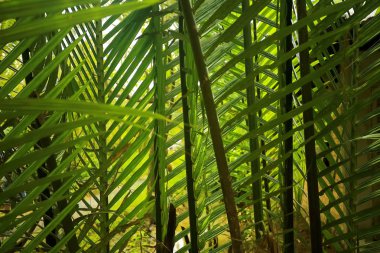 Ağaçlar ormanda, Asya 