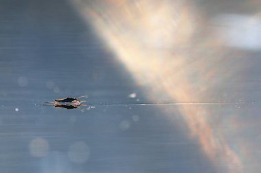 su yüzeyi, açık doku 