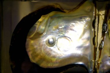 Pearl açık kabuğu