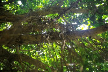 Ağaçlar ormanda, Asya 