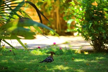 Tropik çimenlerde kuş 