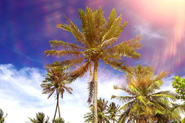 Palmeras contra el cielo azul —  Fotos de Stock