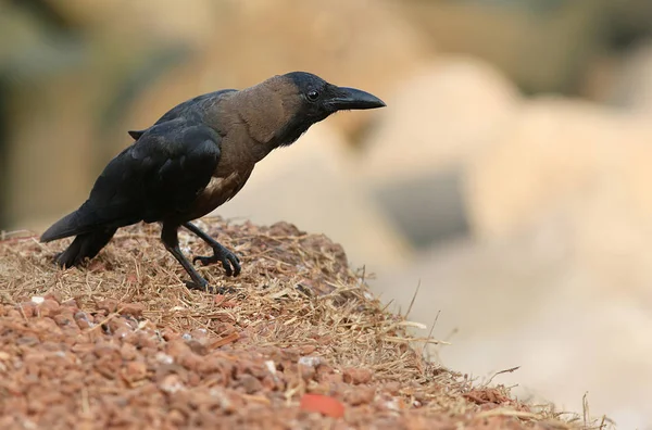 Ave cuervo negro — Foto de Stock