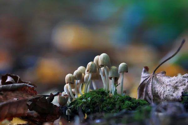 버섯에 개간, 식물 — 스톡 사진