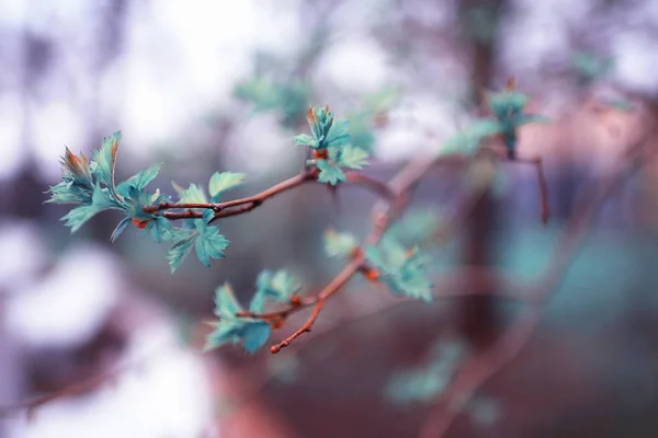 Branch with  leaves spring background. — Stock Photo, Image