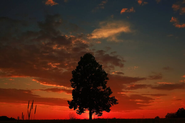 A lonely tree stands in a field at sunset